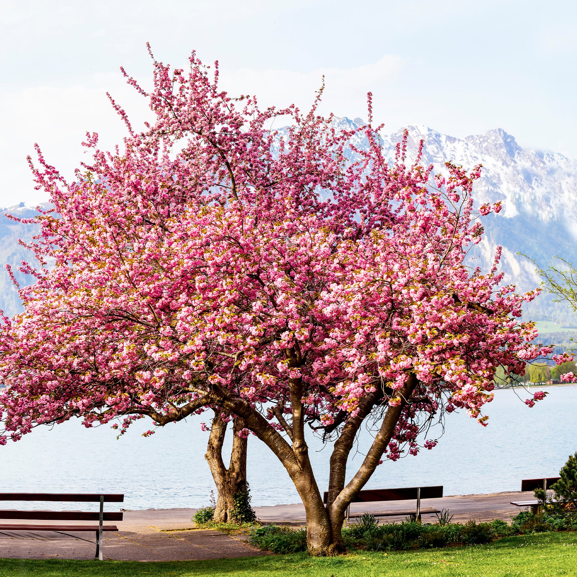 Japanische Bltenkirsche Kanzan - Prunus serrulata kanzan | Bakker.com