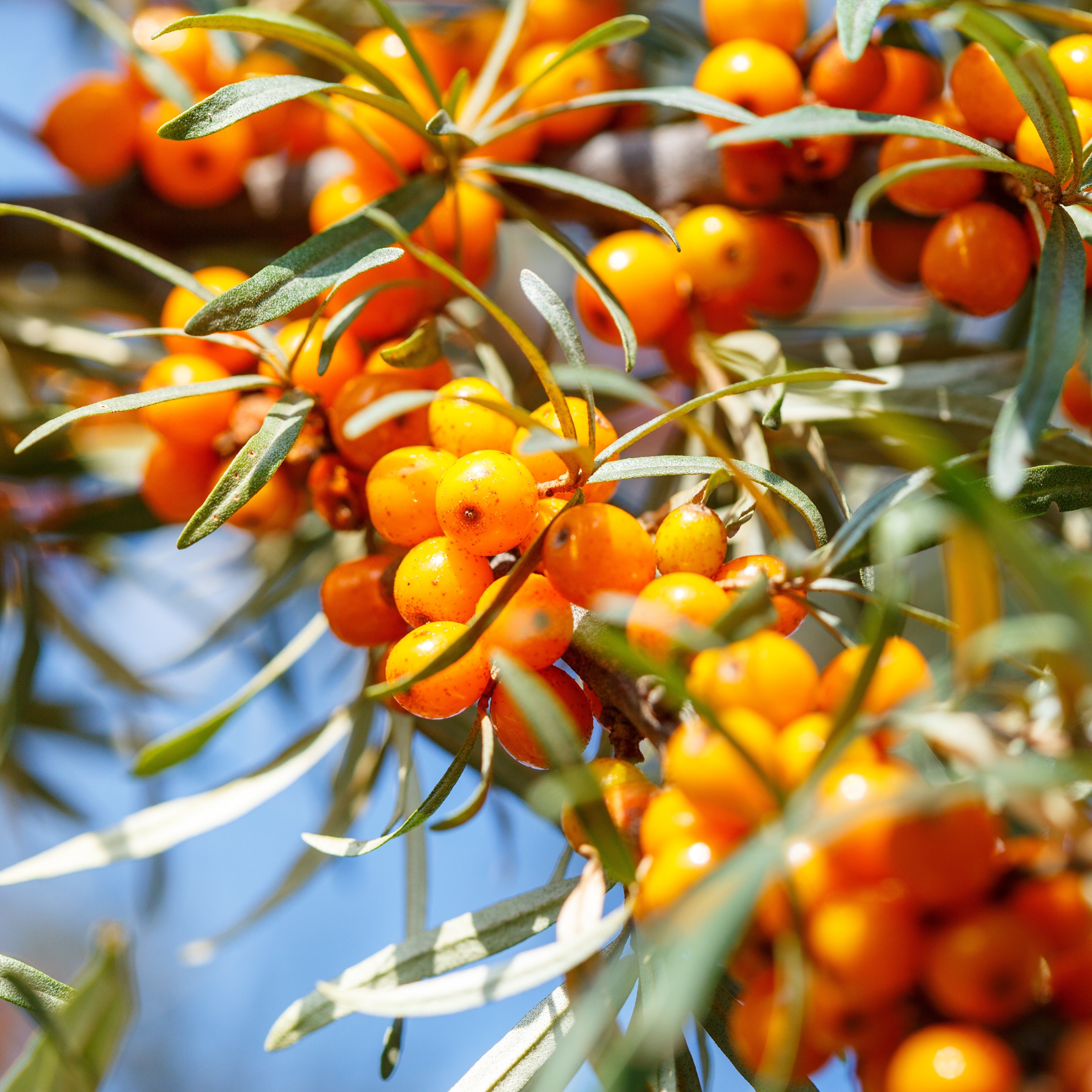 sanddorn düngen Sanddorn - Hippophae rhamnoides