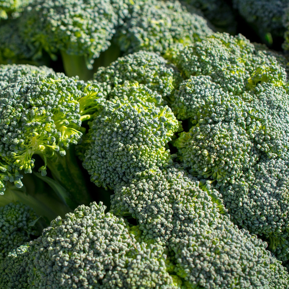 Brokkoli ‘Calabrese Natalino’ Bio - Brassica oleracea Calabrese Natalino Bio - Bakker