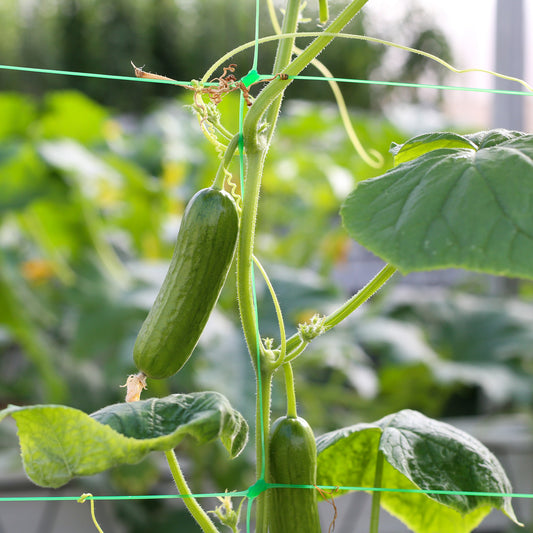 Gurke Mini Broumana F1 - Bakker