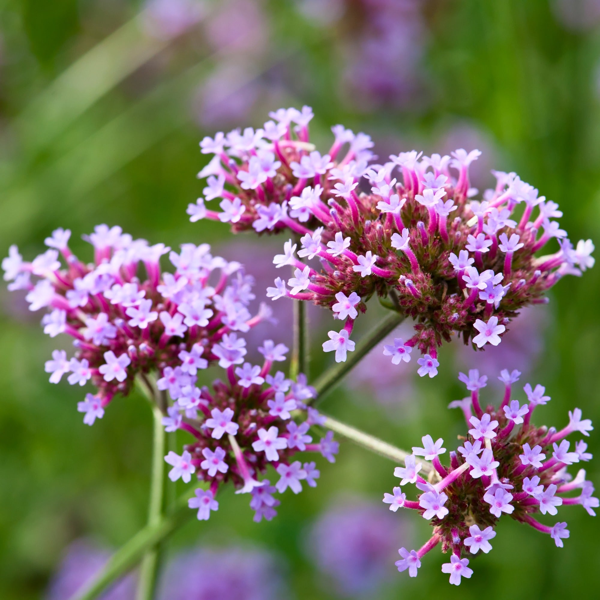 Verbena Bonariensis Eisenkraut Duft Saatgut Saatgut Patagonisches