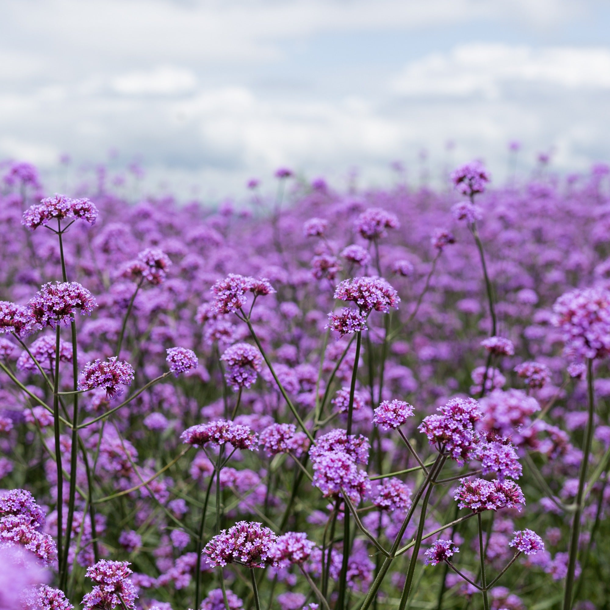 Saatgut Patagonisches Eisenkraut - Verbena bonariensis