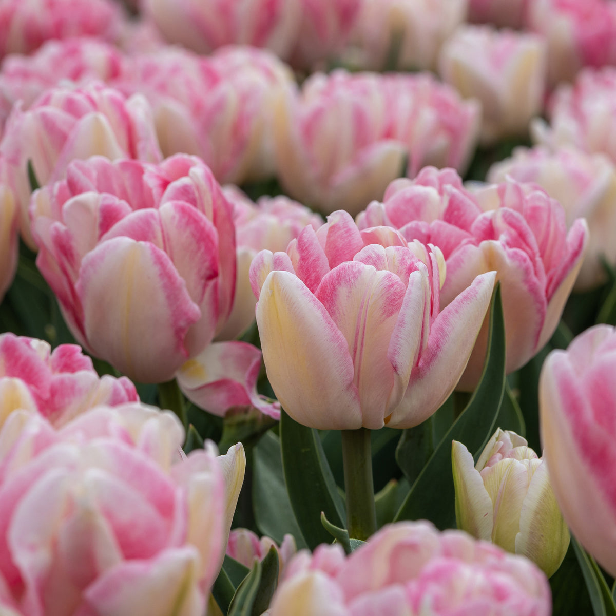 Tulpen 'Foxtrot' (x10) - Bakker