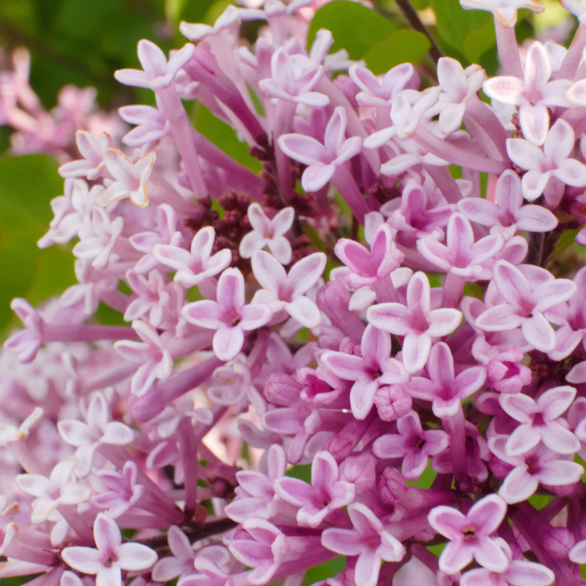 Blühende Sträucher - Zwergflieder 'Palibin'™ - Syringa meyeri palibin