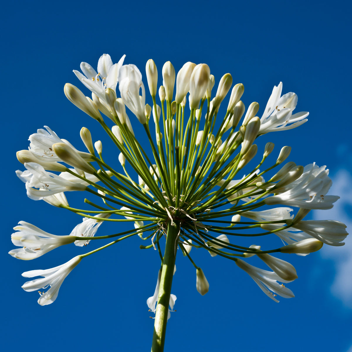 Stauden-Kollektion mit weißen Blüten (x9) - Agapanthus, cerastium tomentosum, gaura lindheimeri, geranium pratens - Bakker
