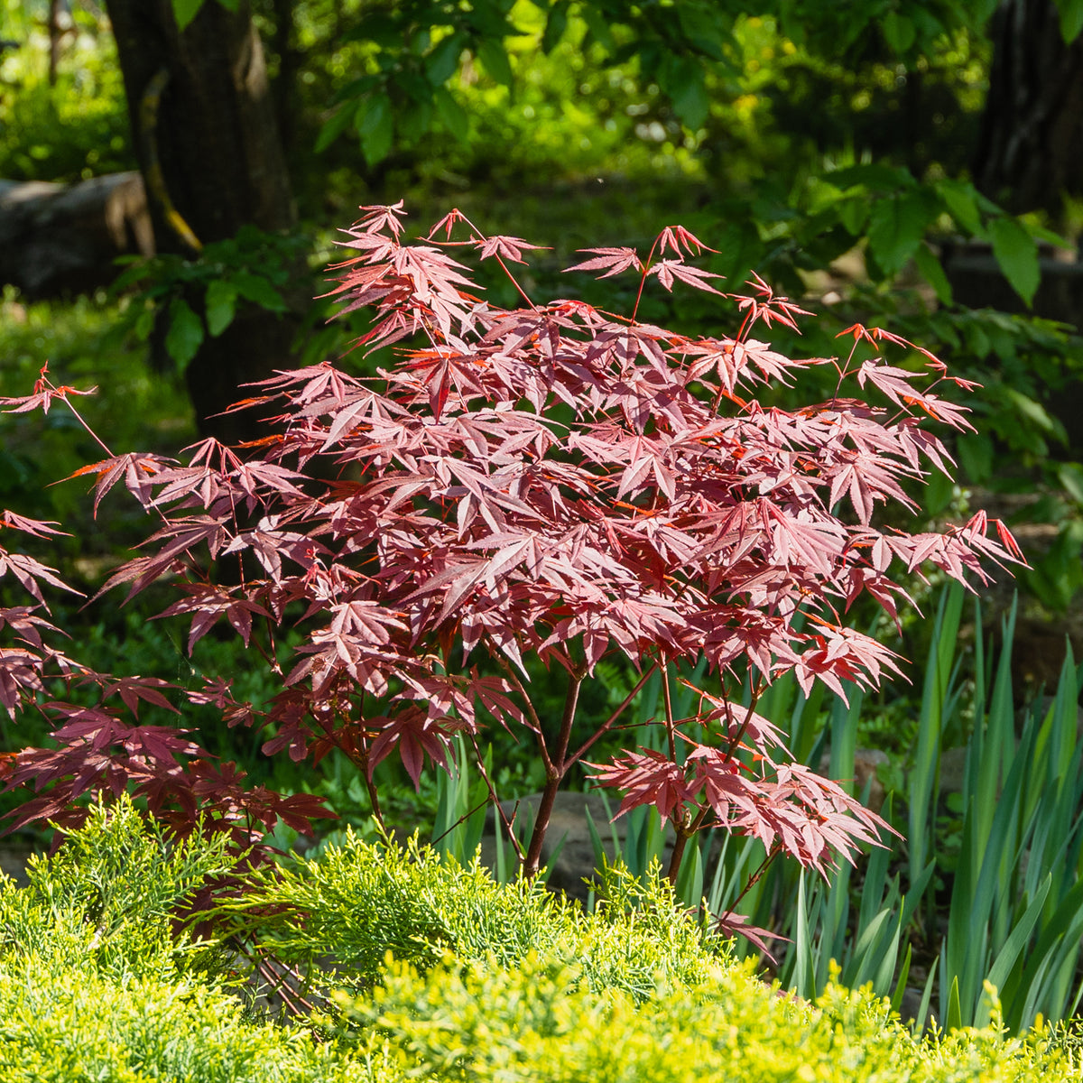 Garten- & Terrassensträucher im Japan-Stil (x3) - Camellia japonica, Arundinaria murielae, Acer palmatum Atropurpureum - Bakker