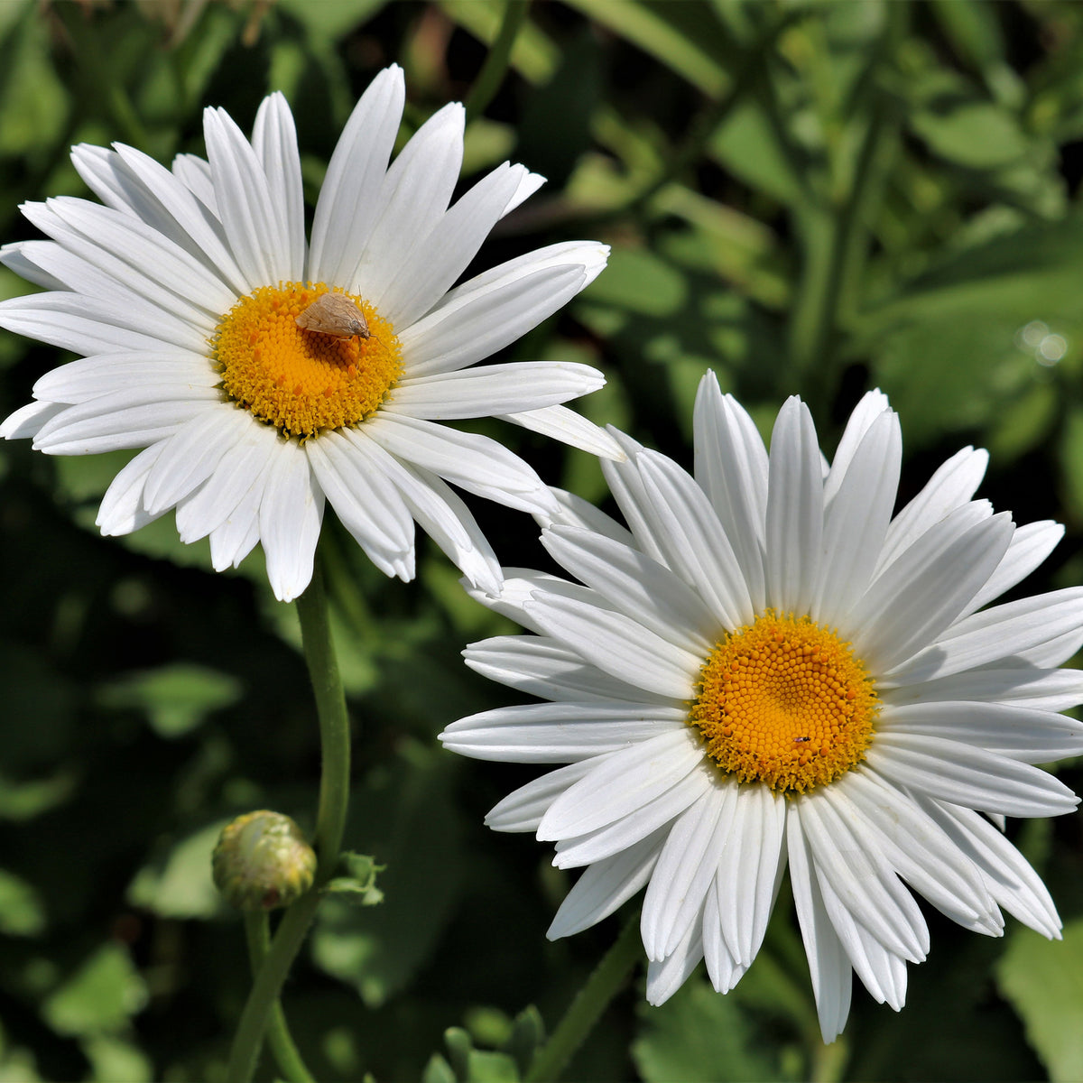 Margerite 'Silberprinzesschen' - Leucanthemum x superbum Silberprinzesschen - Bakker