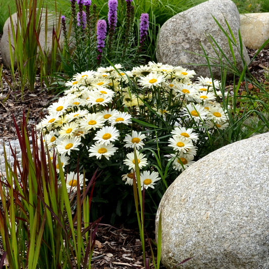 Leucanthemum Silberprinzesschen - Bakker