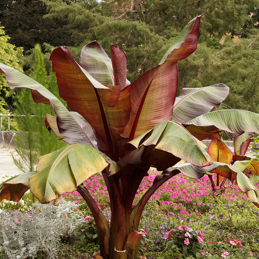 Rote Zierbanane - Bakker