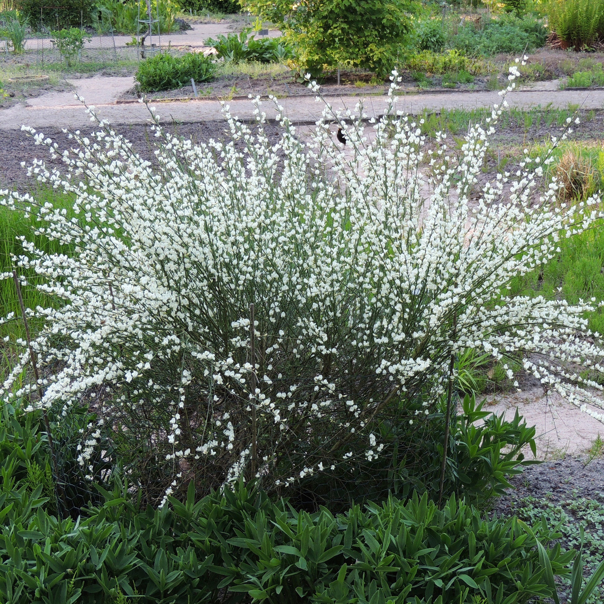 Weißer Ginster - Cytisus praecox albus - Bakker