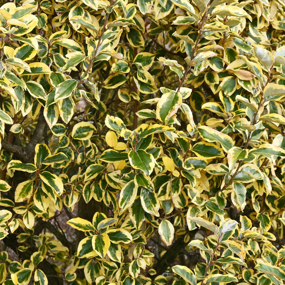 Immergrüne Hecken-Kollektion (4 Sträucher) - Eleagnus pungens Maculata, Photinia fraseri Red Robin, Prunus laurocerasus Etna, Viburnum tinus - Bakker