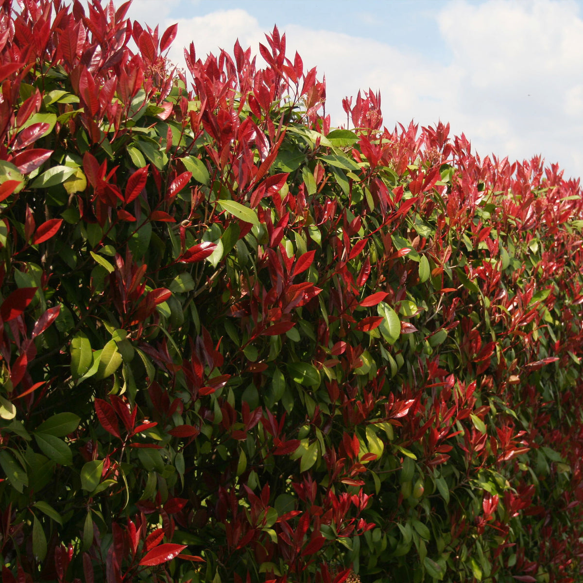 Eleagnus pungens Maculata, Photinia fraseri Red Robin, Prunus laurocerasus Etna, Viburnum tinus - Immergrüne Hecken-Kollektion (4 Sträucher) - Heckensträucher