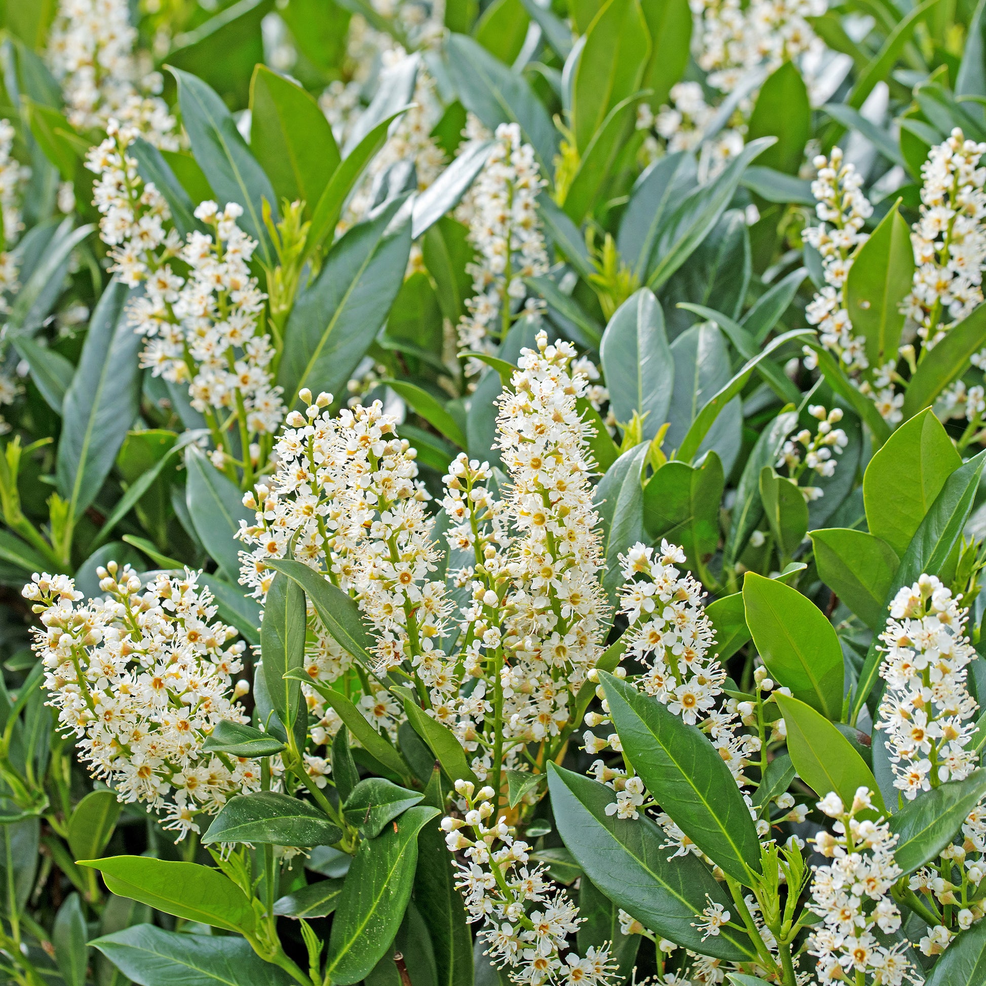 Heckensträucher - Immergrüne Hecke (x4) - Eleagnus pungens Maculata, Photinia fraseri Red Robin, Prunus laurocerasus Etna, Viburnum tinus