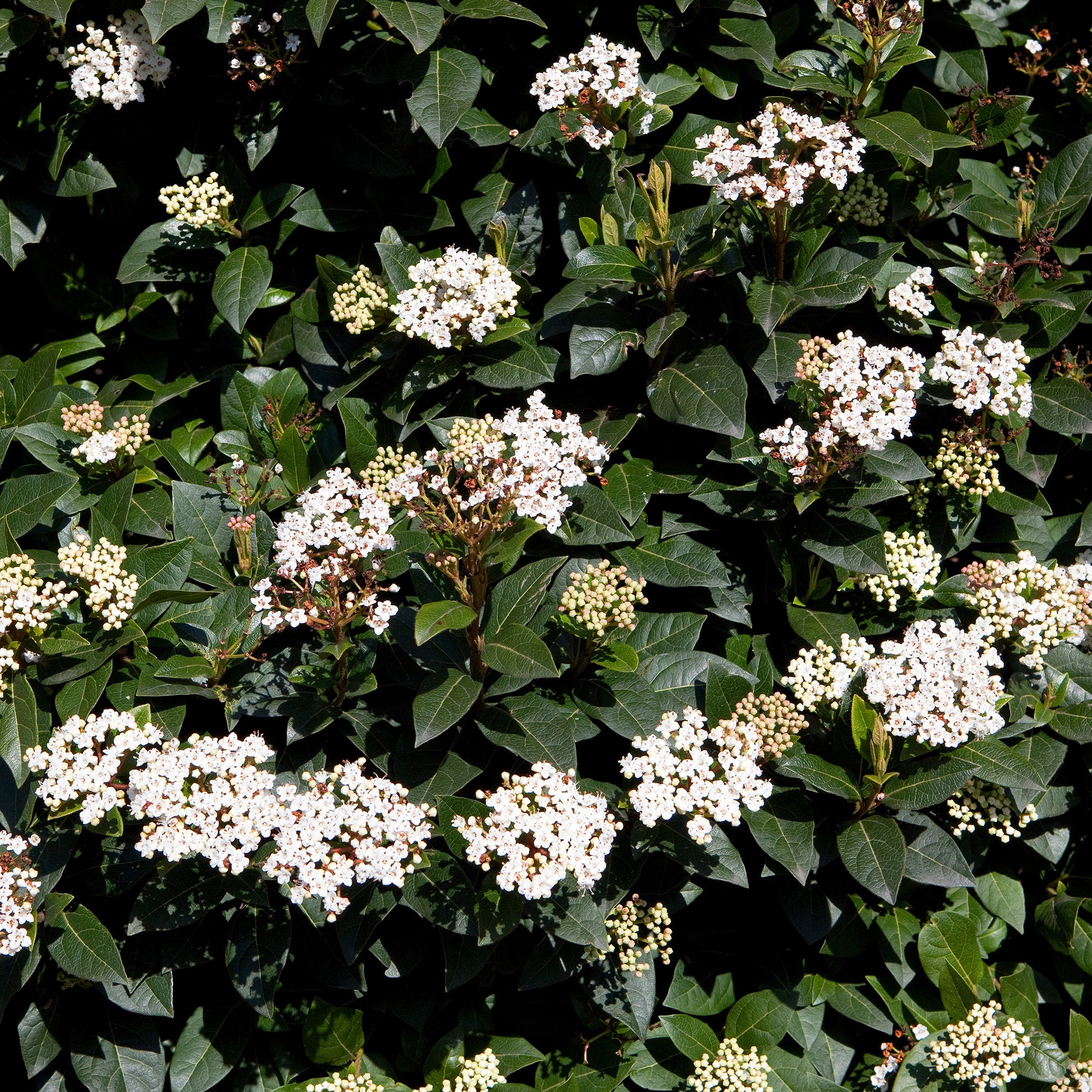 Verkauf Immergrüne Hecke (x4) - Eleagnus pungens Maculata, Photinia fraseri Red Robin, Prunus laurocerasus Etna, Viburnum tinus