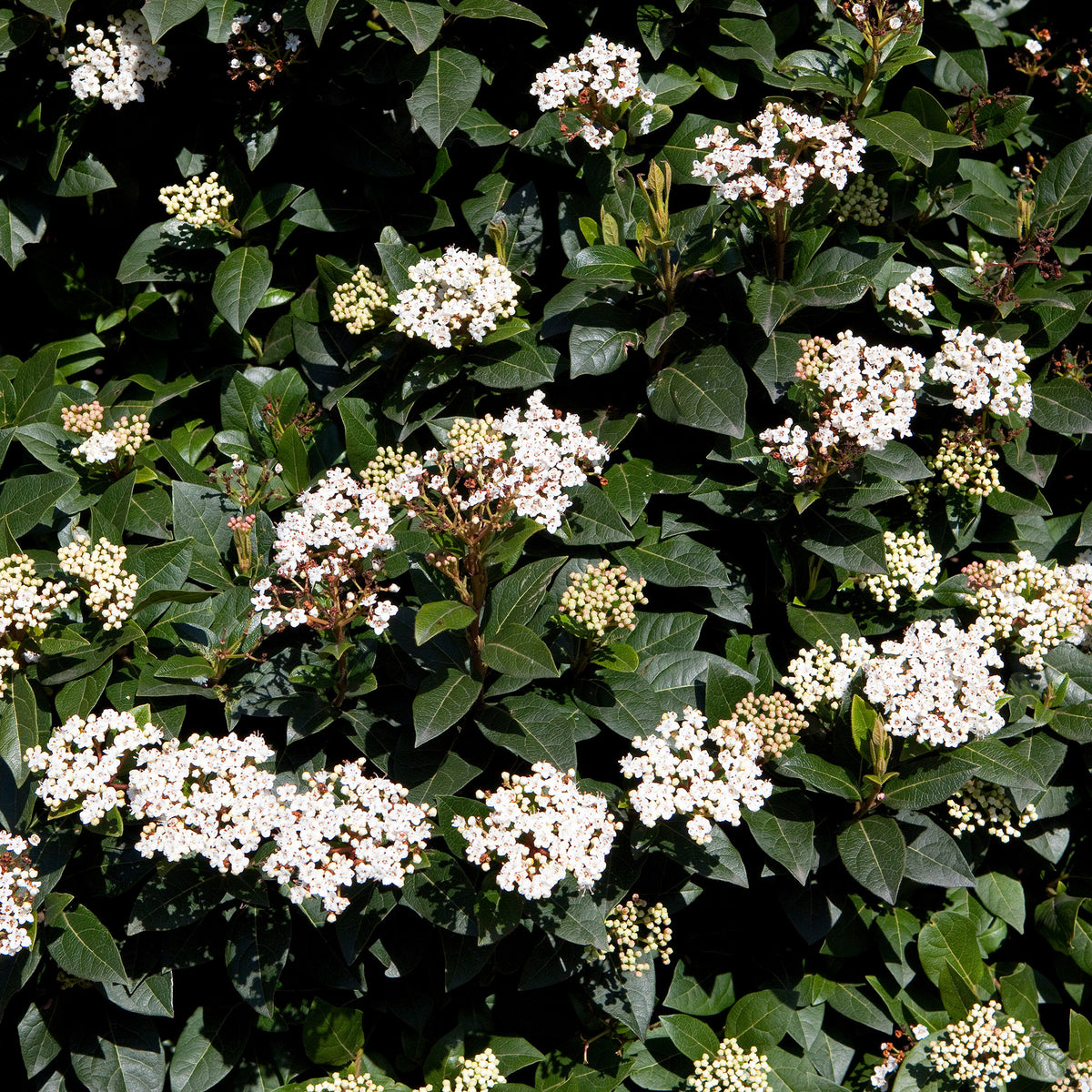 Verkauf Immergrüne Hecken-Kollektion (4 Sträucher) - Eleagnus pungens Maculata, Photinia fraseri Red Robin, Prunus laurocerasus Etna, Viburnum tinus