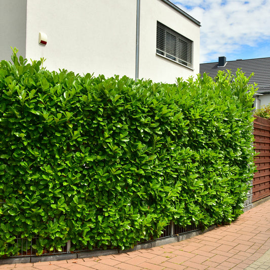 Kirschlorbeer Etna - Bakker