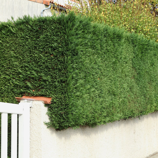 Leyland-Zypresse - Bakker