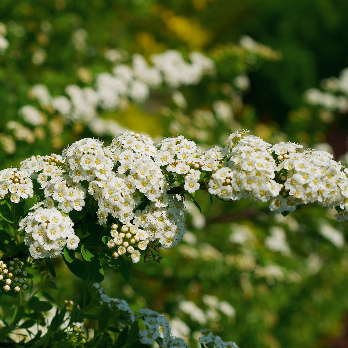 Nippon-Spierstrauch ‘Snowmound’ - Spiraea - Bakker