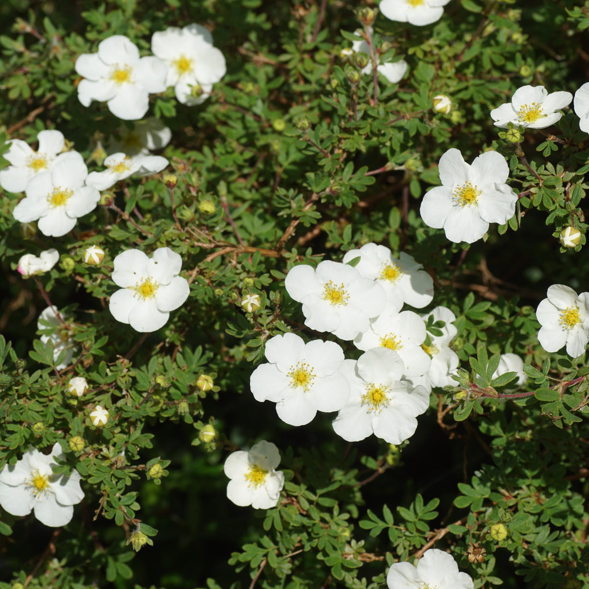 Potentilla fruticosa Abbotswood - Fingerstrauch Abbotswood - Blühende Sträucher