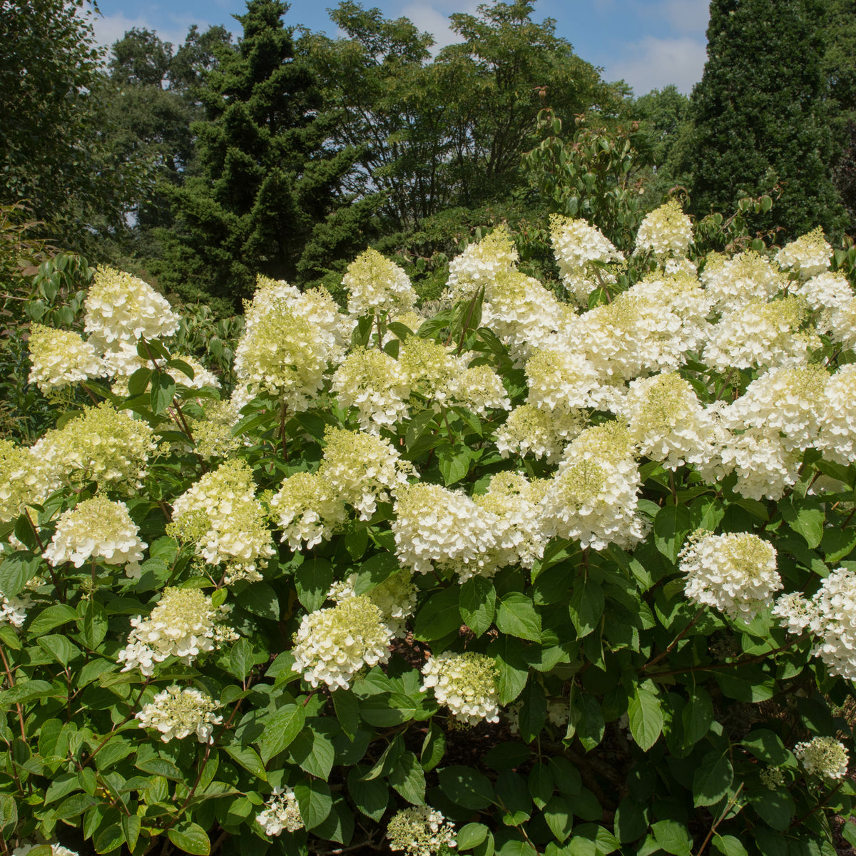 Rispenhortensie 'Silver Dollar' - Rispenhortensie - Bakker