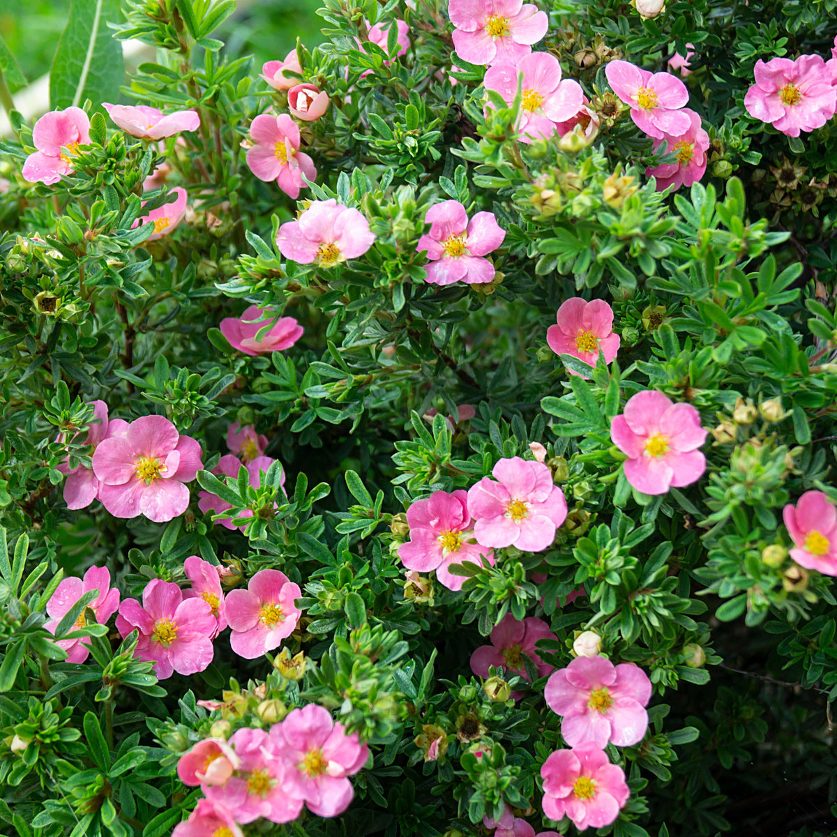 Fingerstrauch Bellissima® - Potentilla fruticosa Bellissima - Bakker