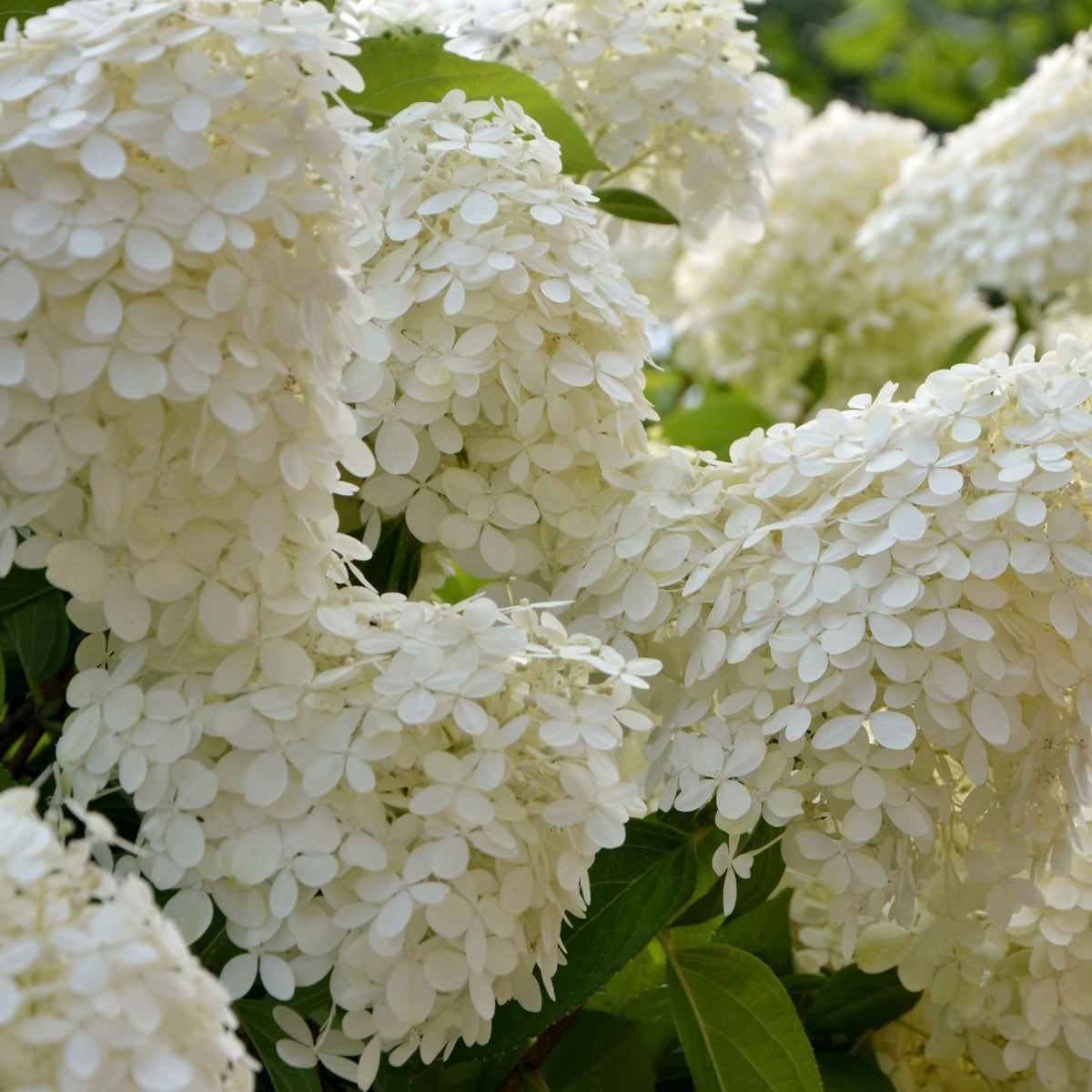 Rispenhortensie - Hydrangea paniculata selection - Bakker