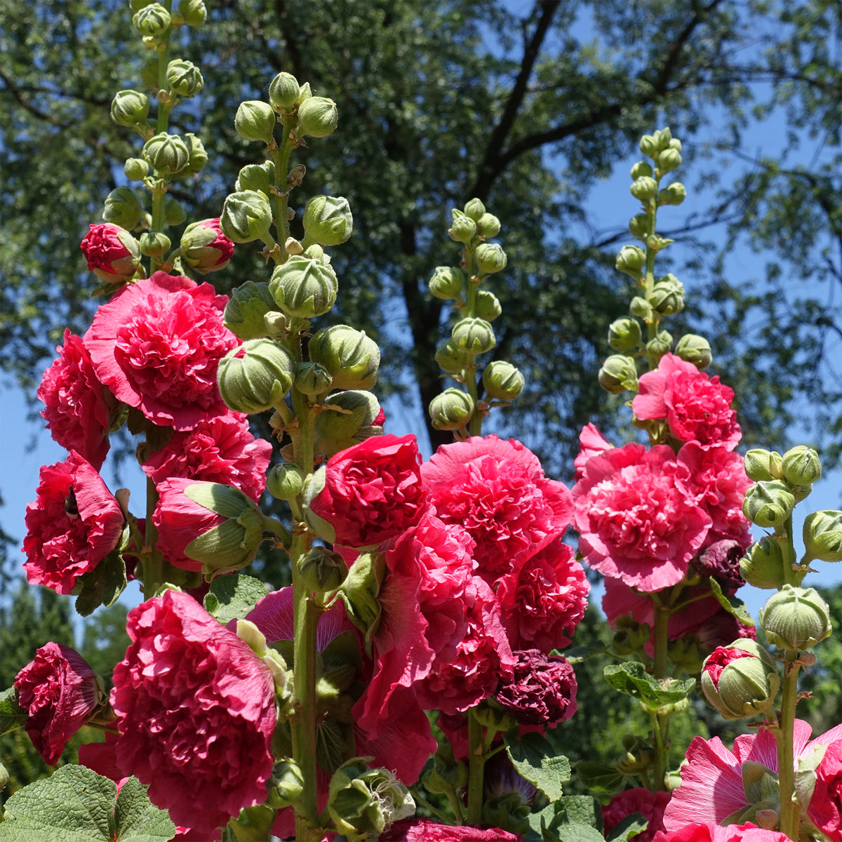 Stockrose Chater´s Double red - Bakker