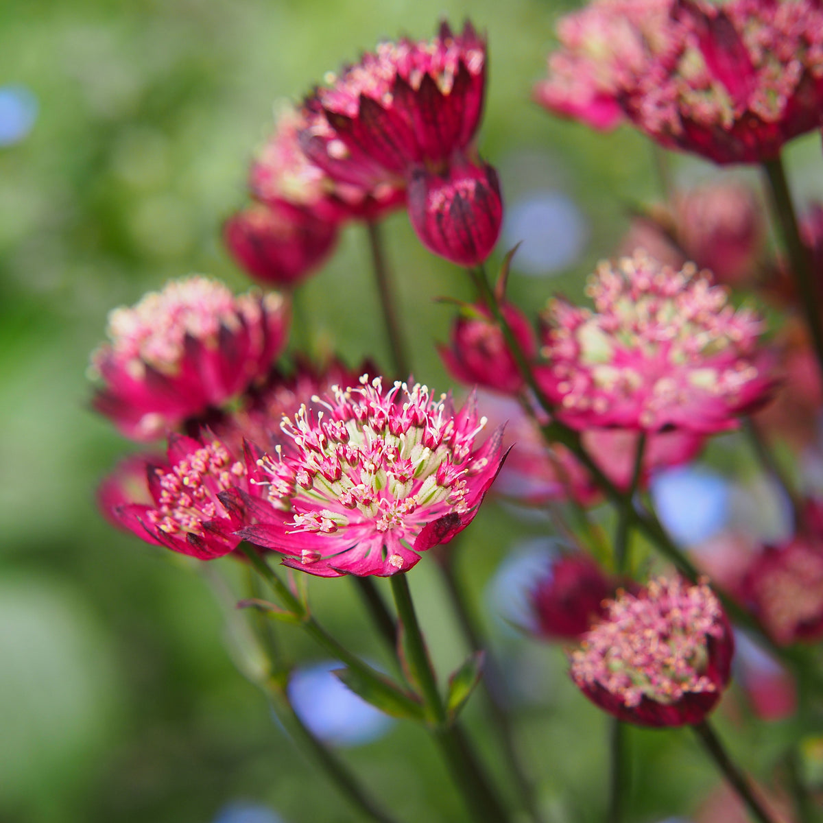 Sterndolde ‘Moulin Rouge’ - Astrantia major Moulin Rouge - Bakker