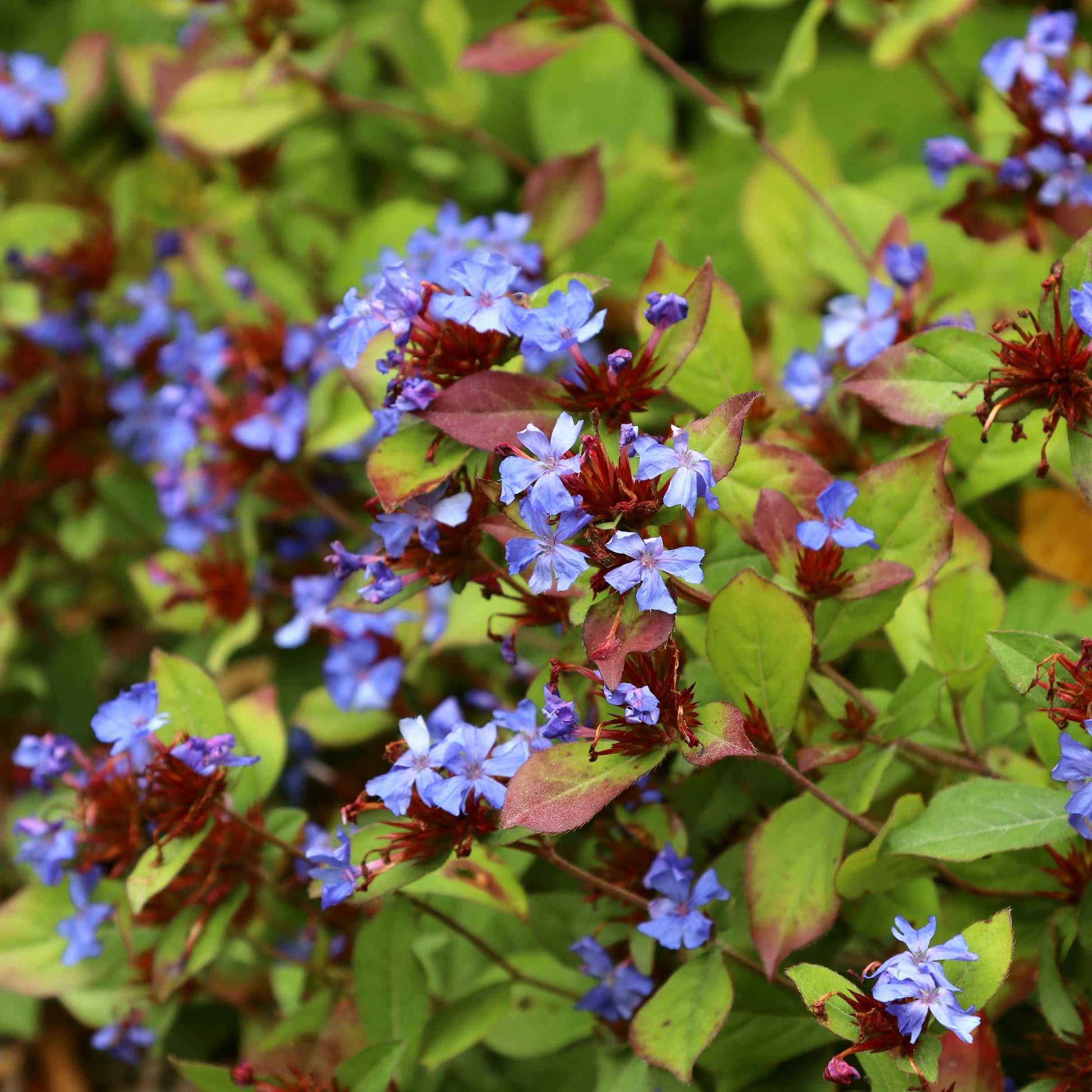 Ceratostigma plumbaginoides - Chinesische Bleiwurz - Blühende Stauden