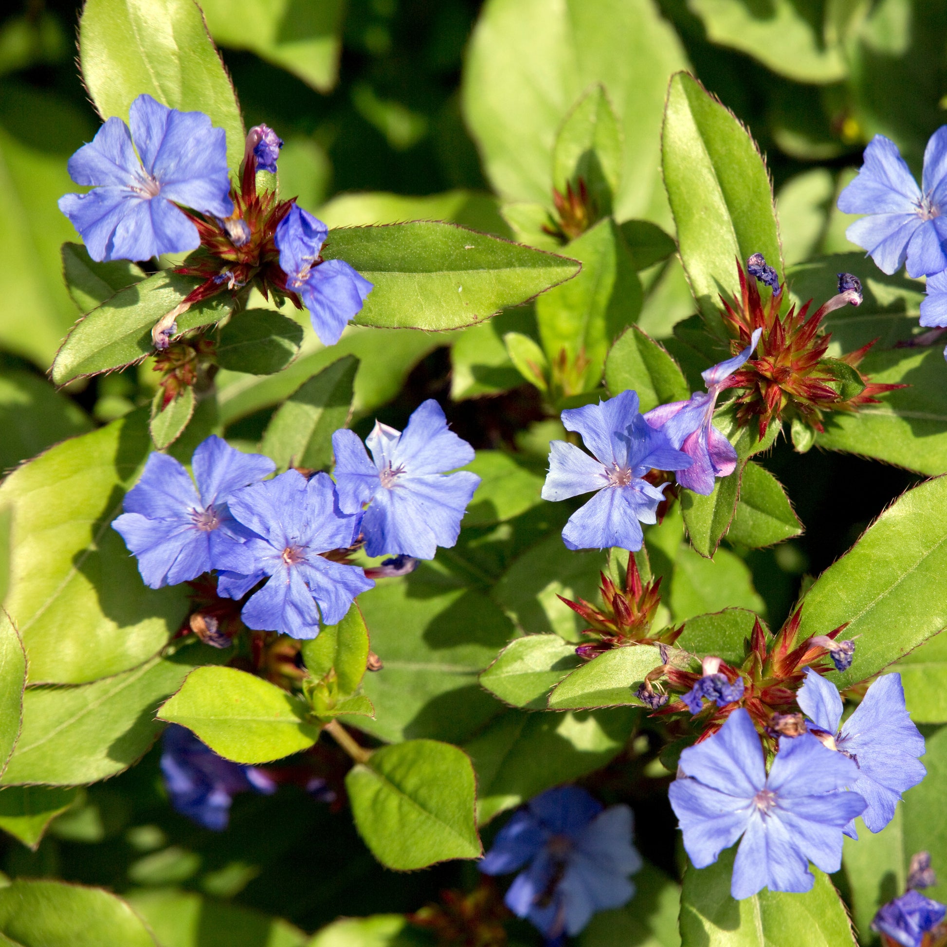 Chinesische Bleiwurz - Ceratostigma plumbaginoides - Bakker