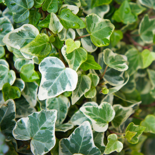 Weißgrüner Efeu 'Glacier' - Bakker