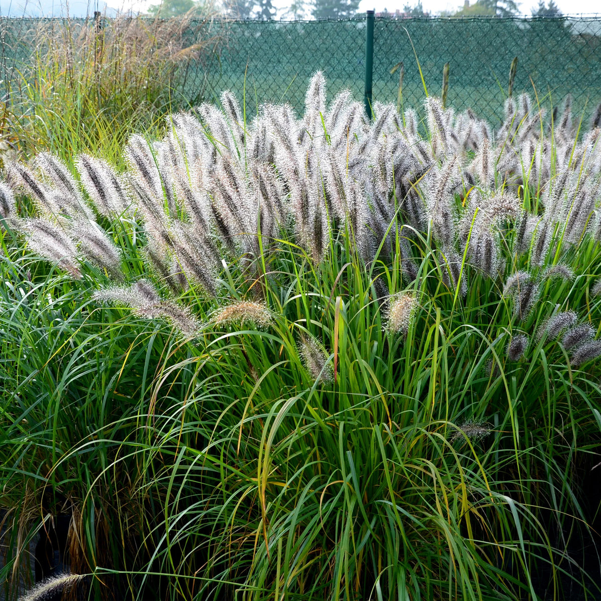 Verkauf 5 Stauden für ein naturnahes Beet - Stipa gigantea, Pennisetum alopecuroides,Rudbeckia fulgida,Achillea millefolium,Persicaria amplexicaulis