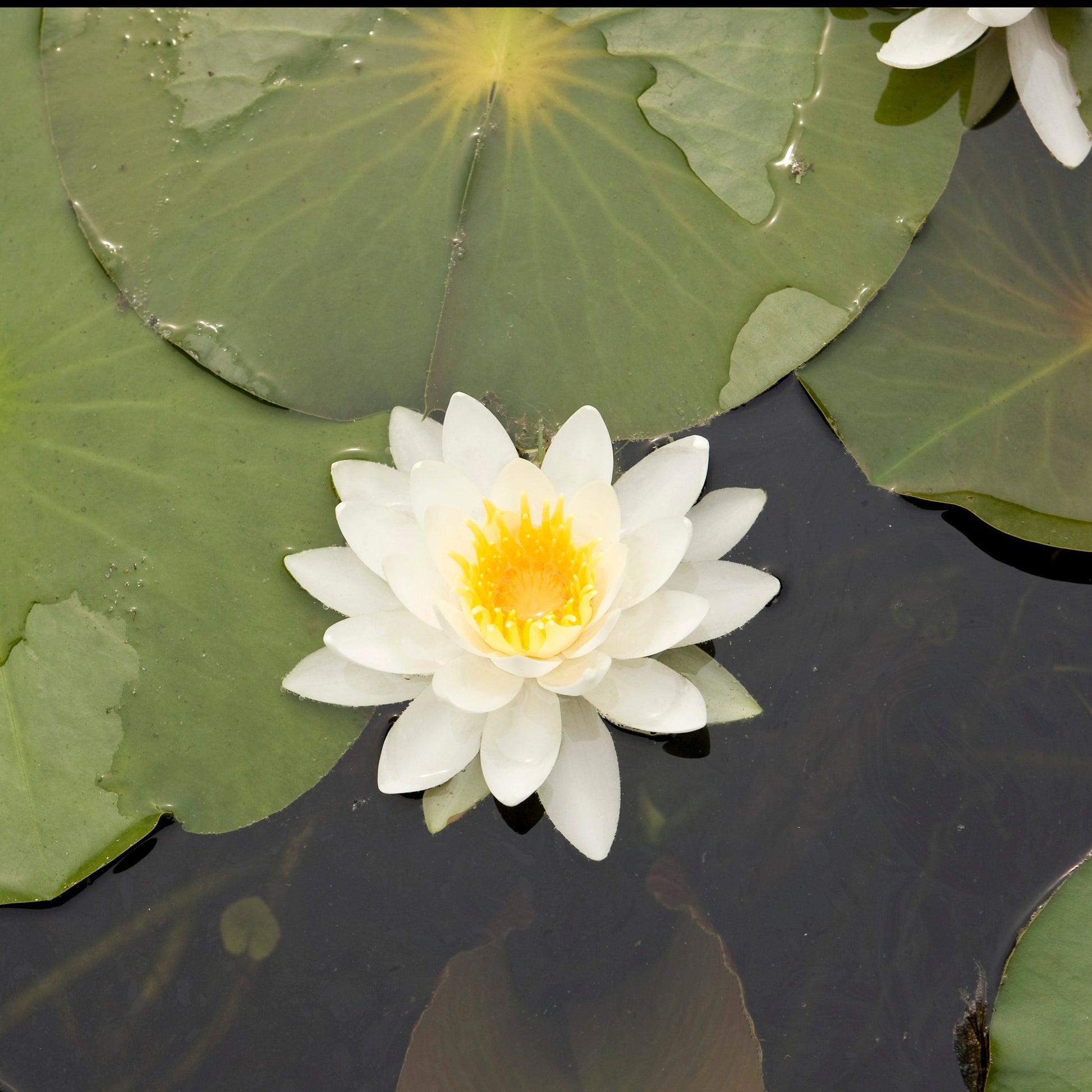 Seerose Tetragona - Bakker