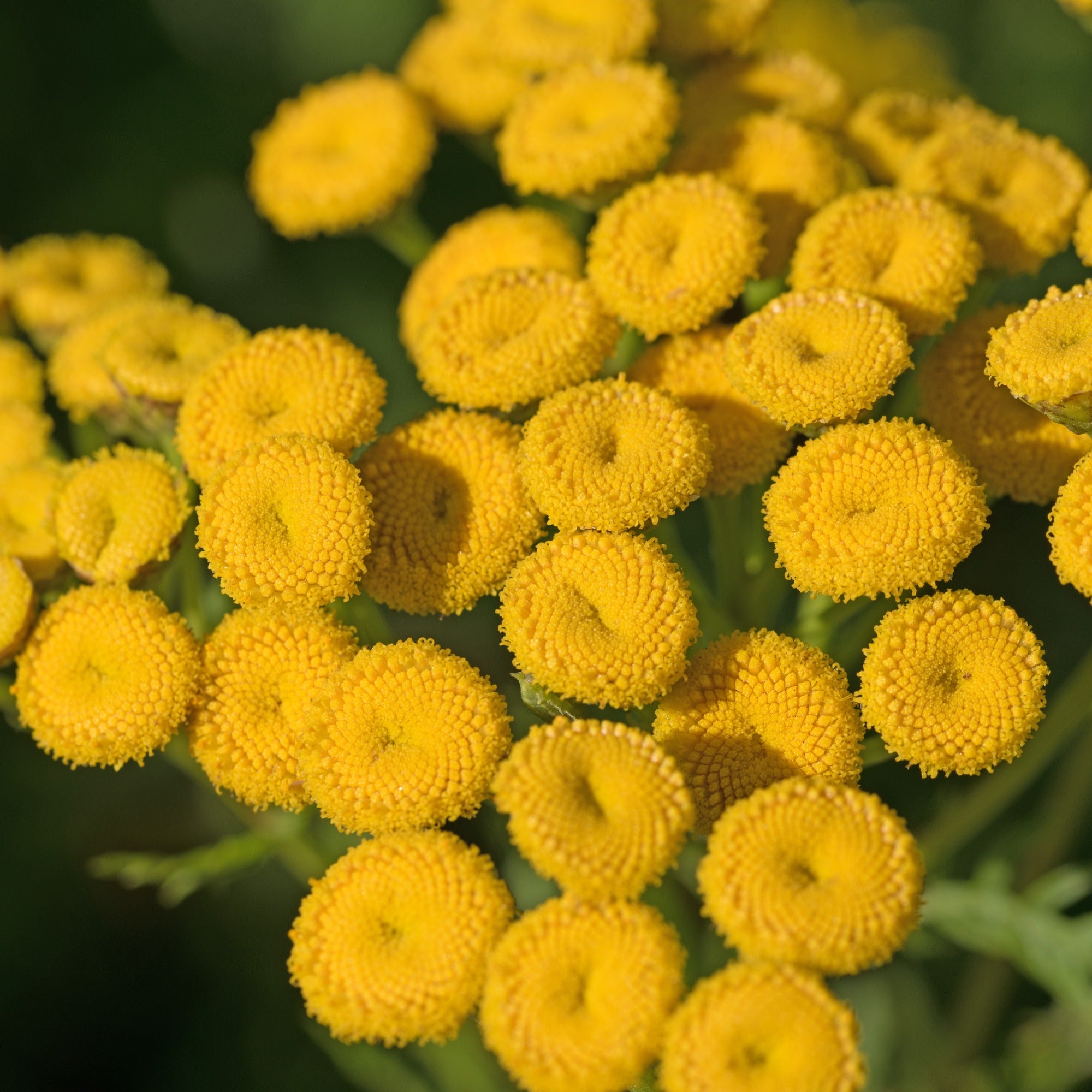 Saatgut Rainfarn - Tanacetum vulgare