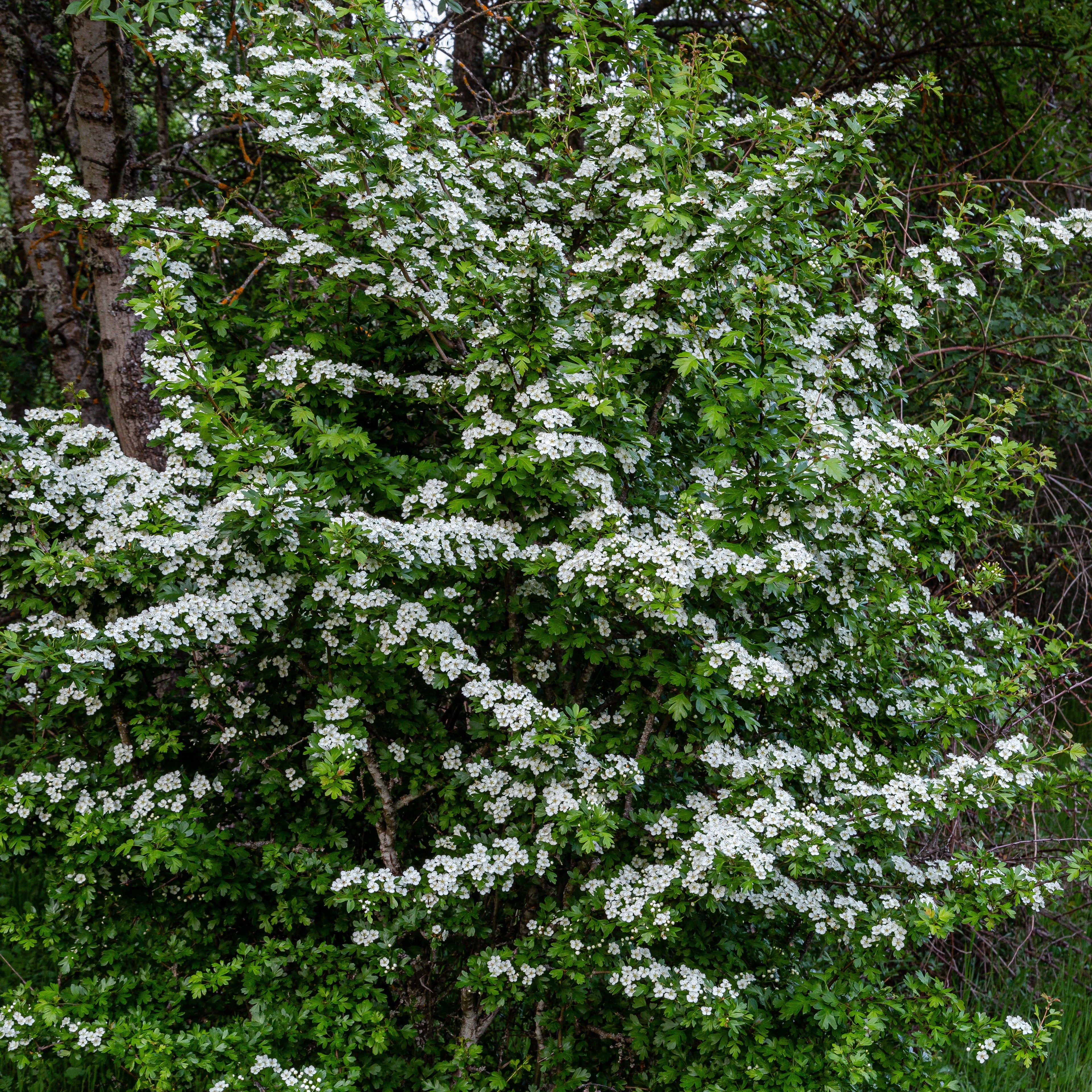 weißdorn düngen Weißdorn - Crataegus monogyna