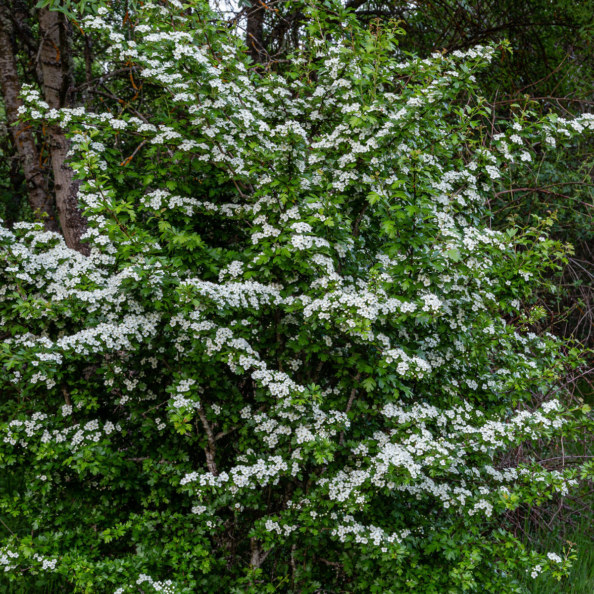 Weißdorn - Crataegus monogyna - Bakker