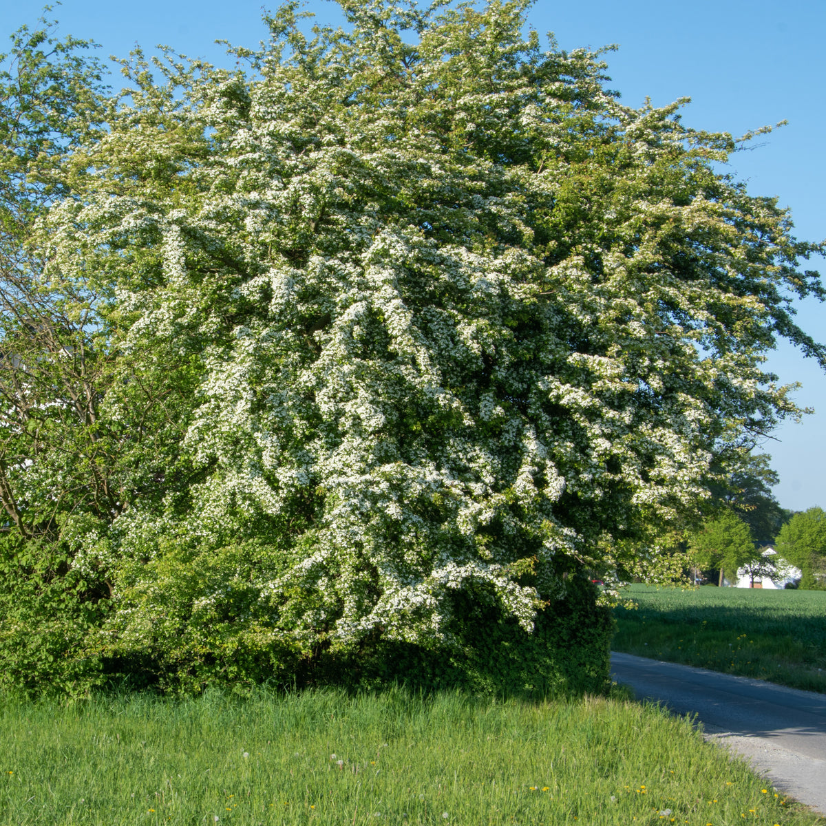 Weißdorn - Bakker