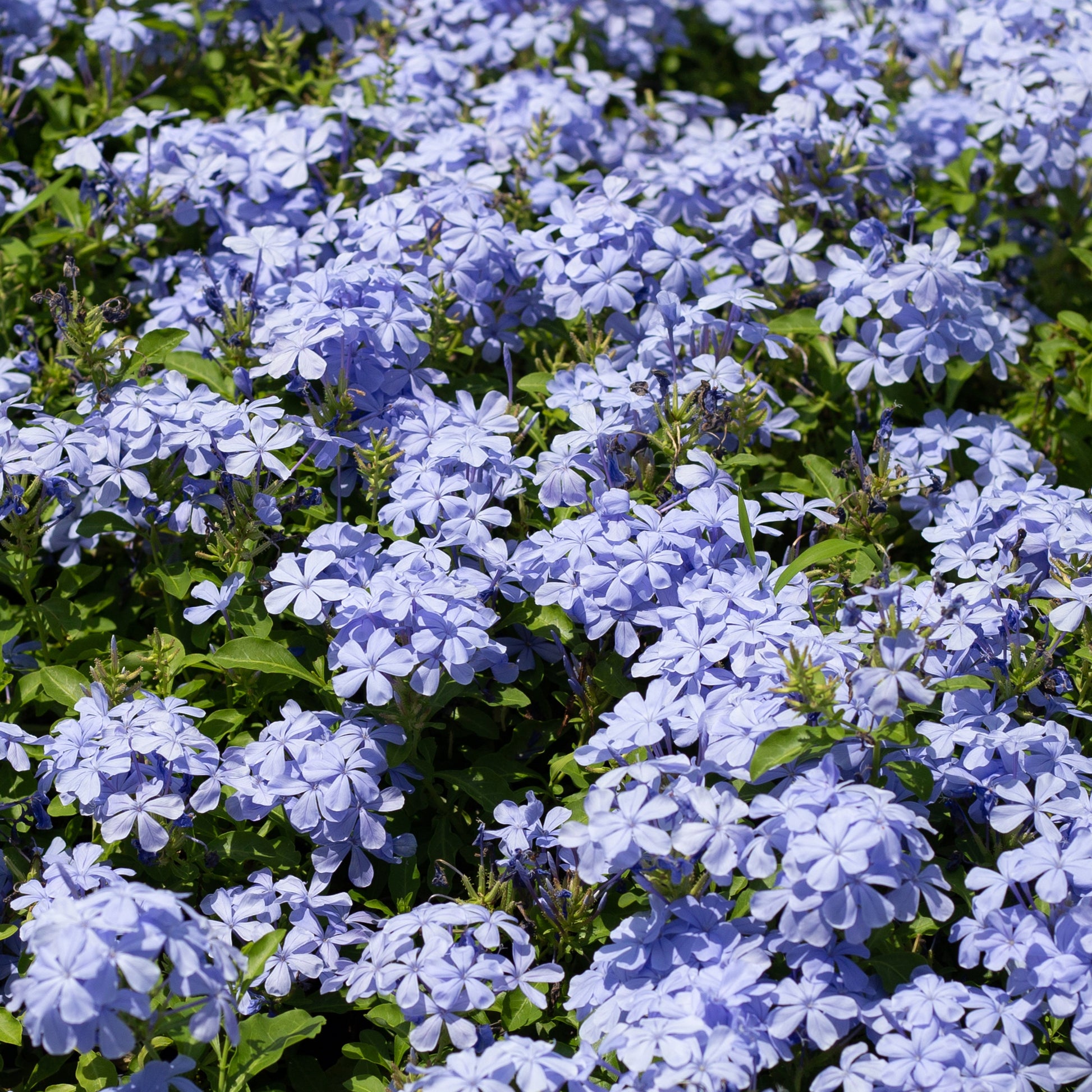 Plumbago auriculata - Bleiwurz - Balkonblumen