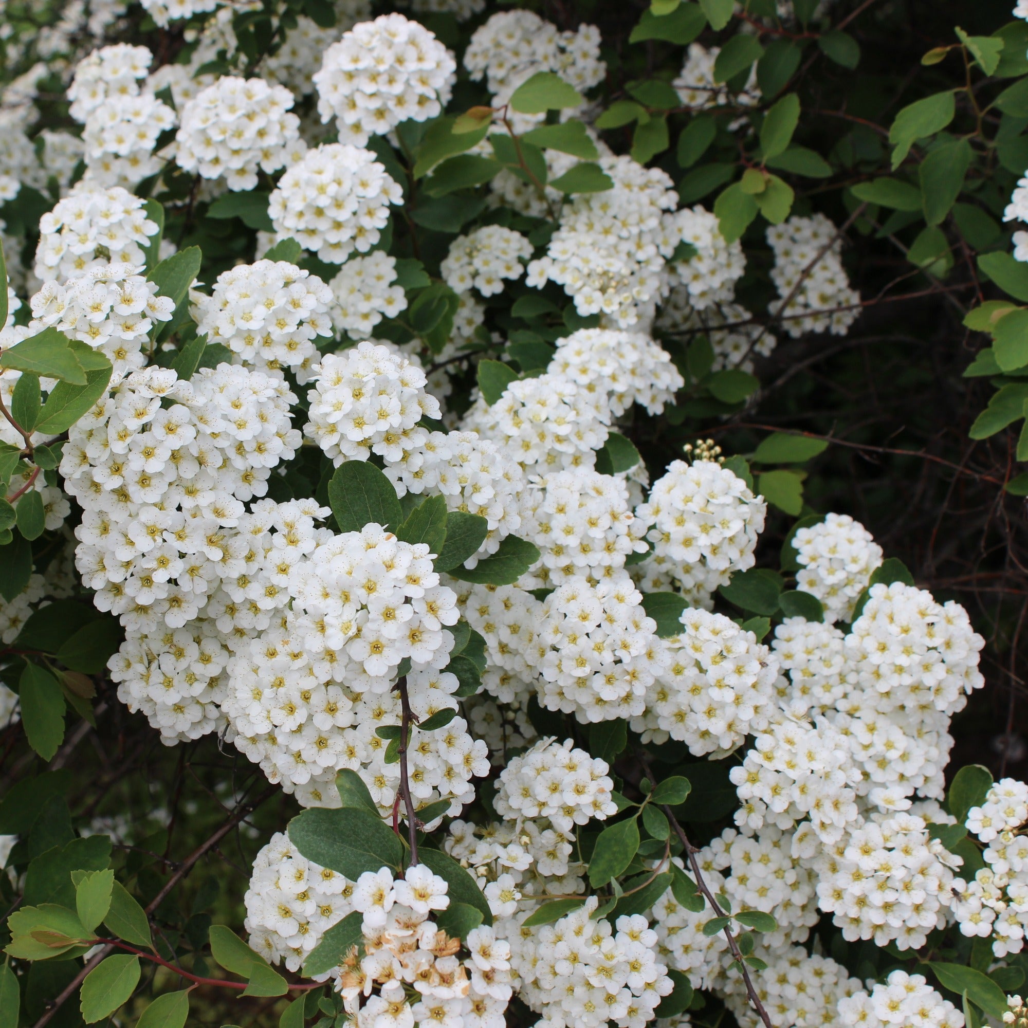 spiere düngen Vanhouttes Spiere - Spiraea vanhouttei