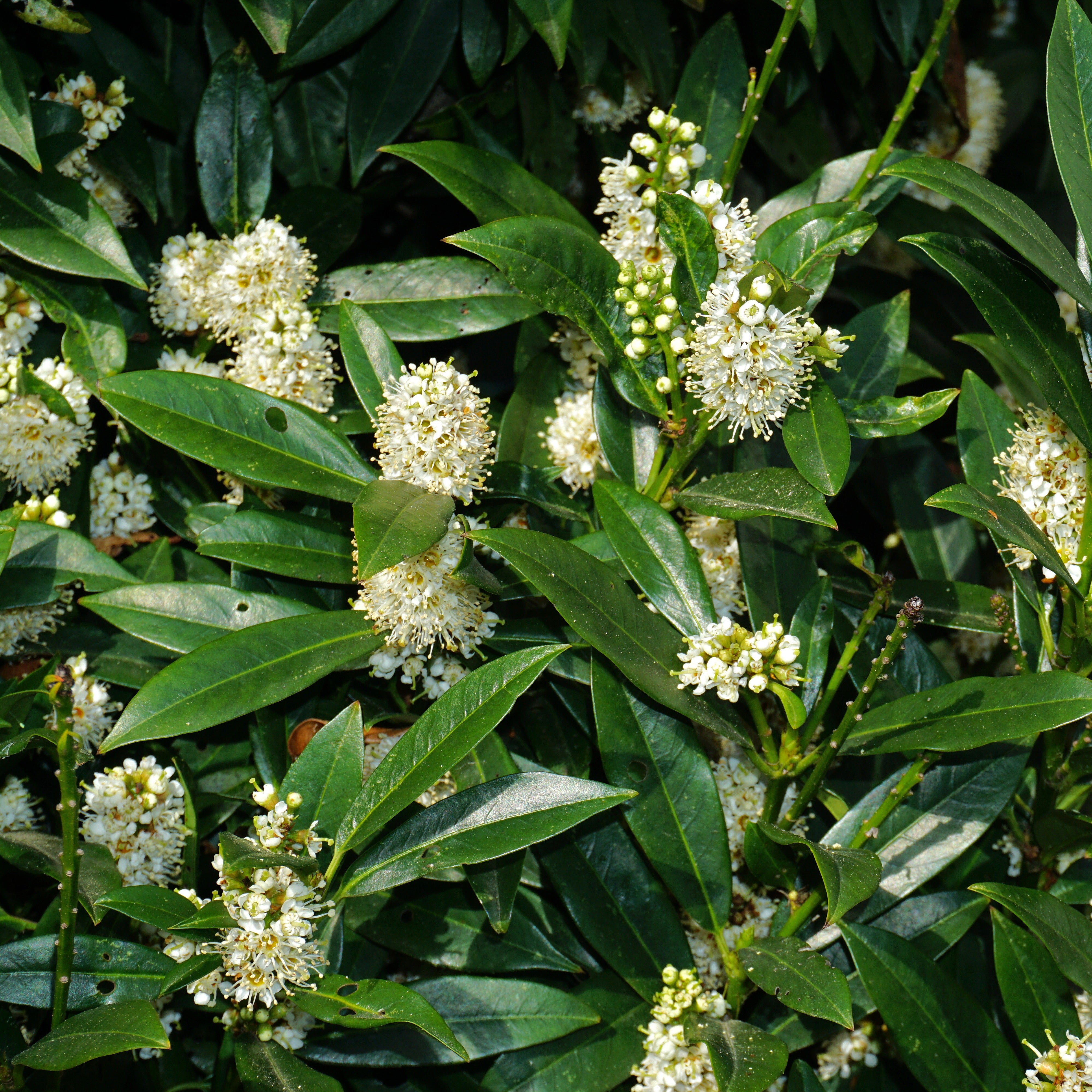 Otto Luyken Kirschlorbeer - Prunus laurocerasus Otto Luyken