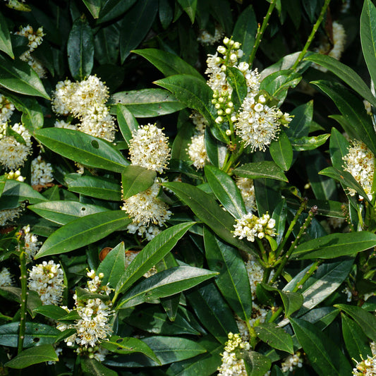 Otto Luyken Kirschlorbeer - Bakker