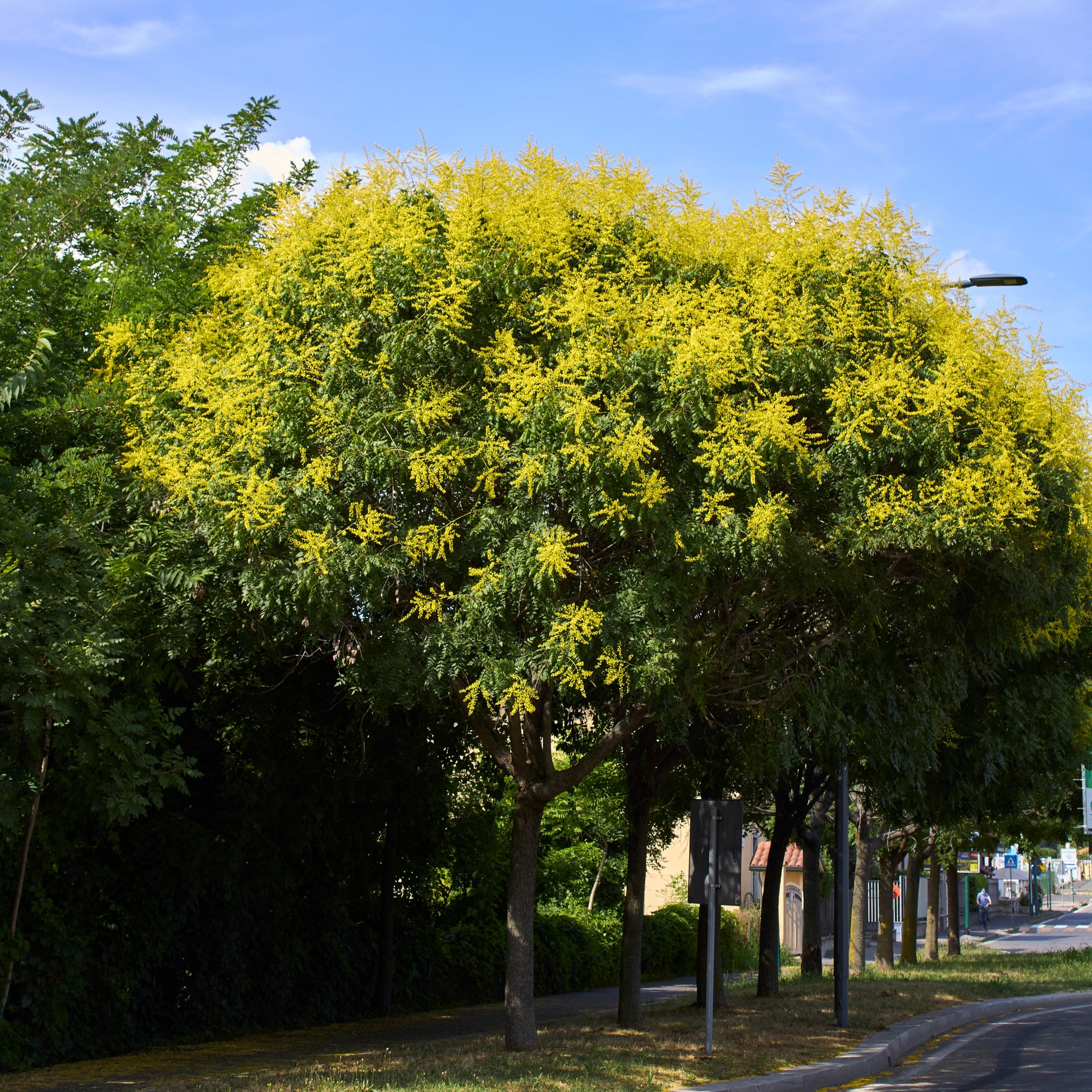 Verkauf Blasenesche - Koelreuteria paniculata