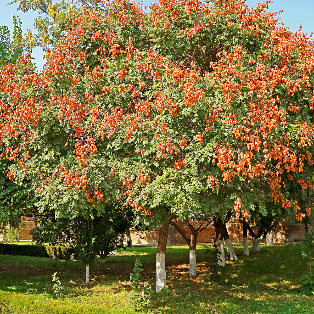 Bäume - Blasenesche - Koelreuteria paniculata