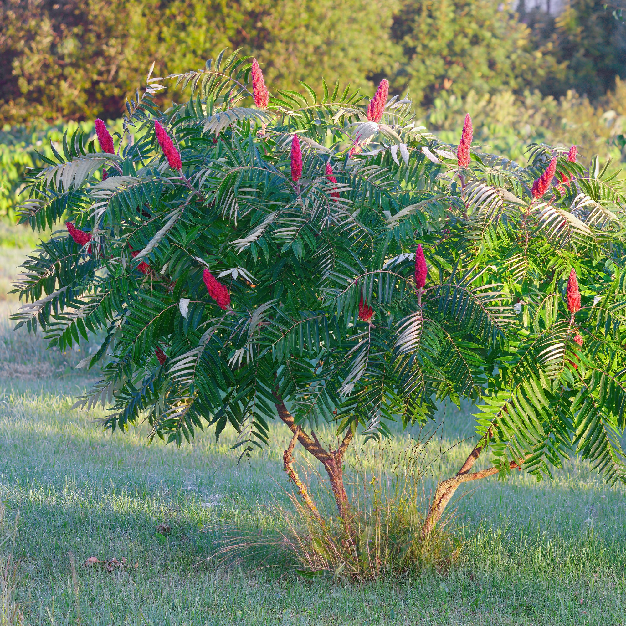 Essigbaum - Rhus typhina