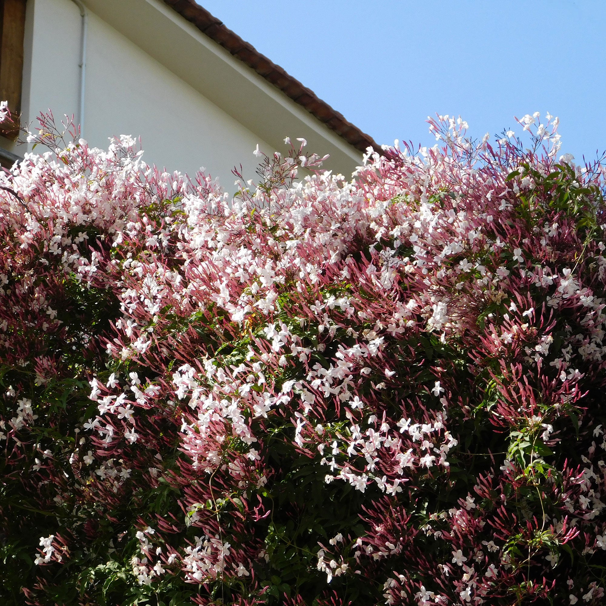Jasmin - Jasminum polyanthum