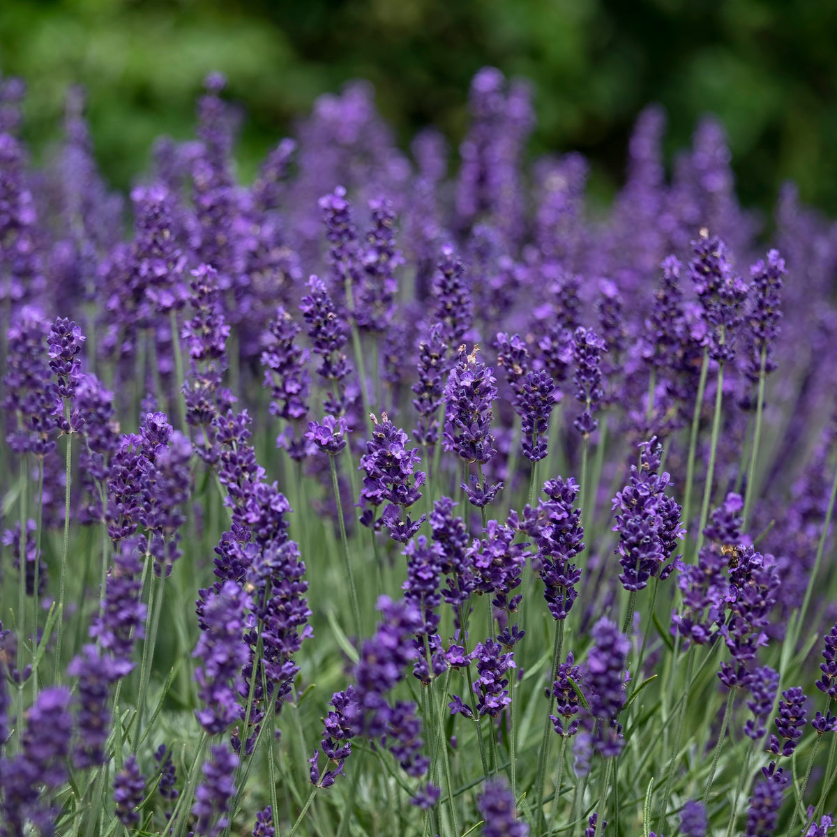 Lavendel - Echter Lavendel 'Hidcote' - Lavandula angustifolia Hidcote