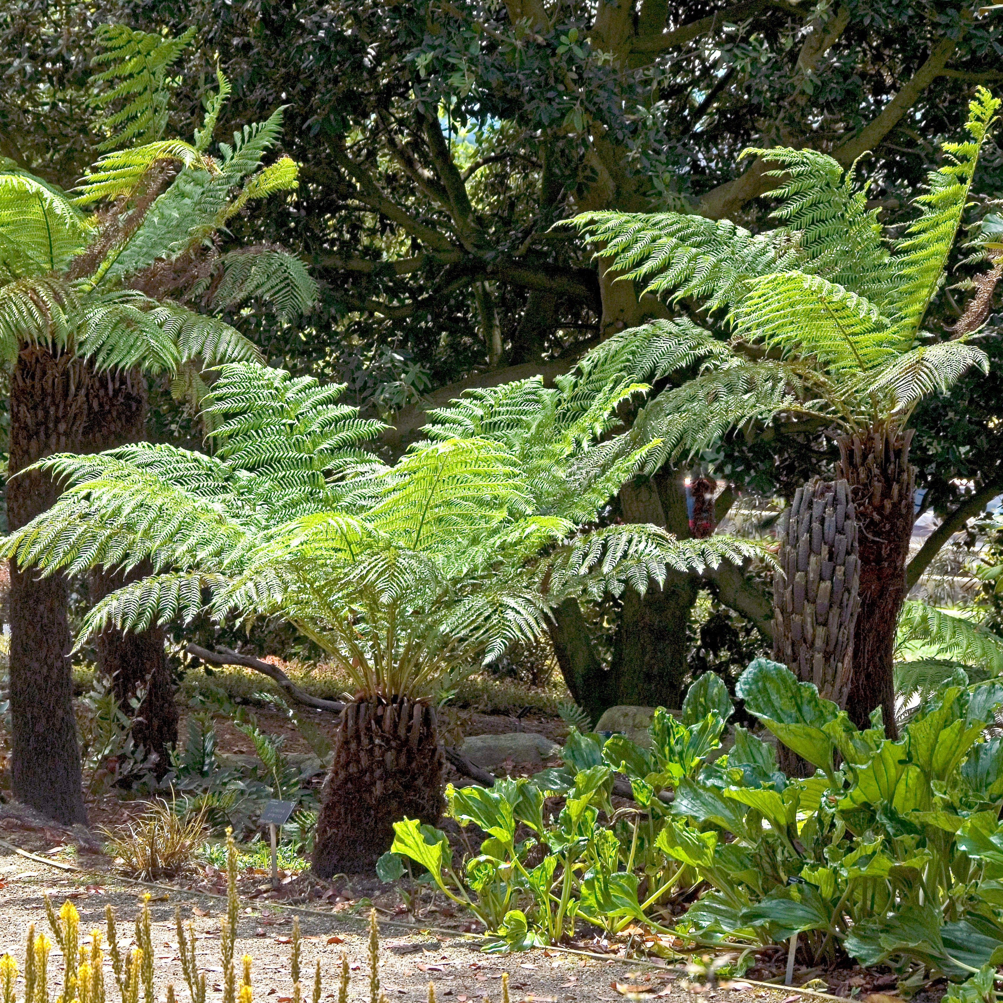 baum farn Tasmanischer Baumfarn - Dicksonia antarctica
