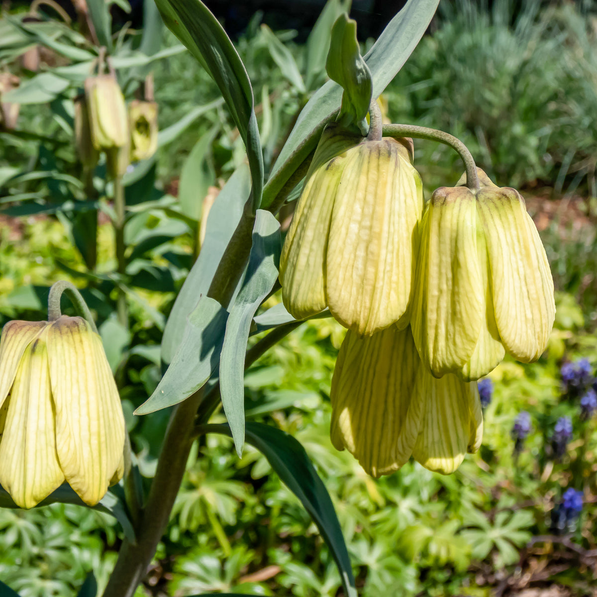 Kaiserkrone pallidiflora (x2) - Bakker