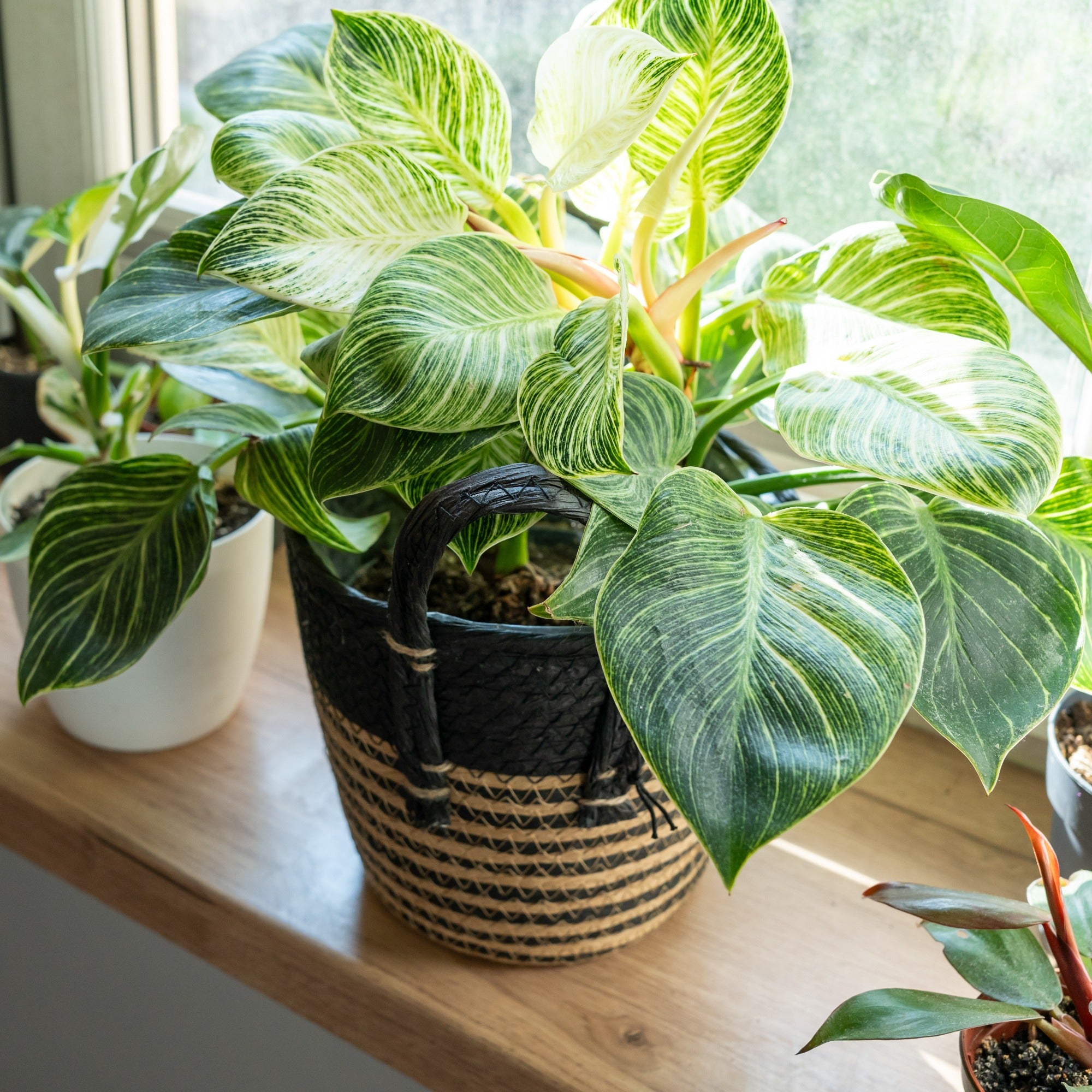 Philodendron Monstera White Wave - Philodendron white wave | Bakker.com