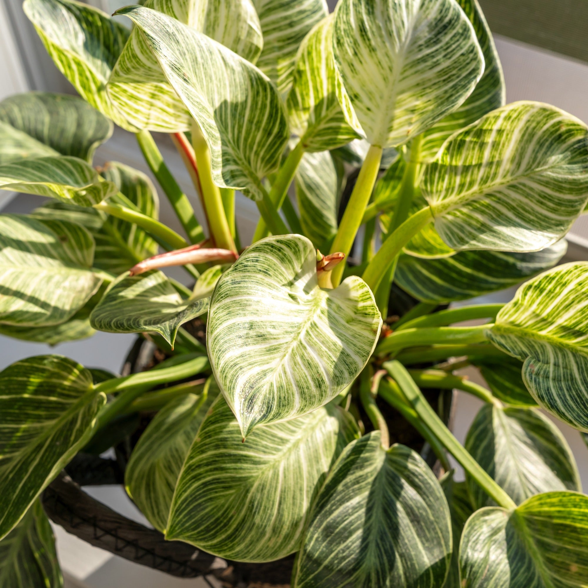 Philodendron Monstera White Wave - Philodendron white wave